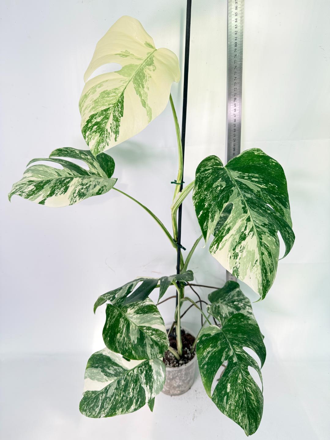 Monstera Albo Variegata XXL 12