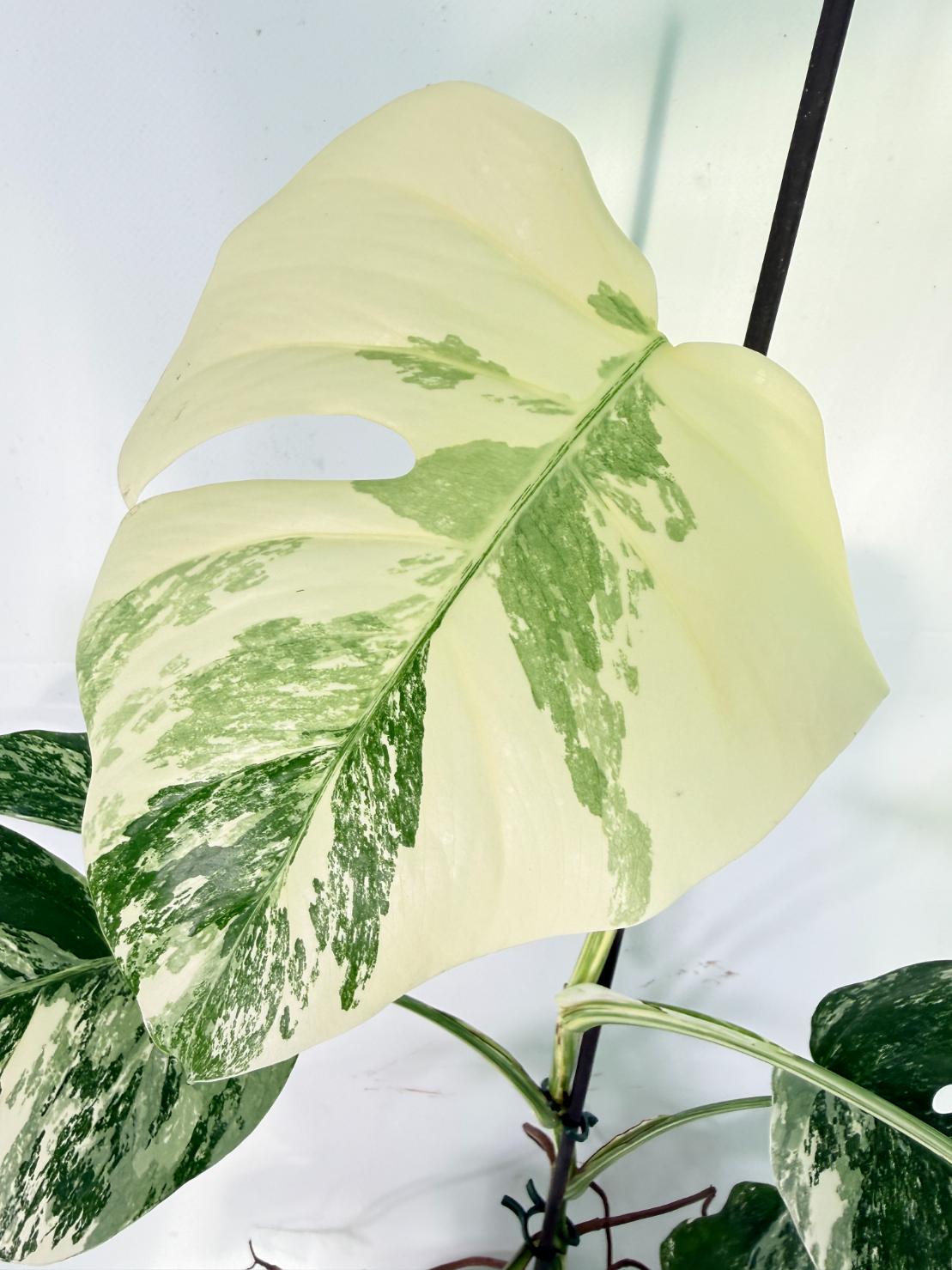 Monstera Albo Variegata XXL 03