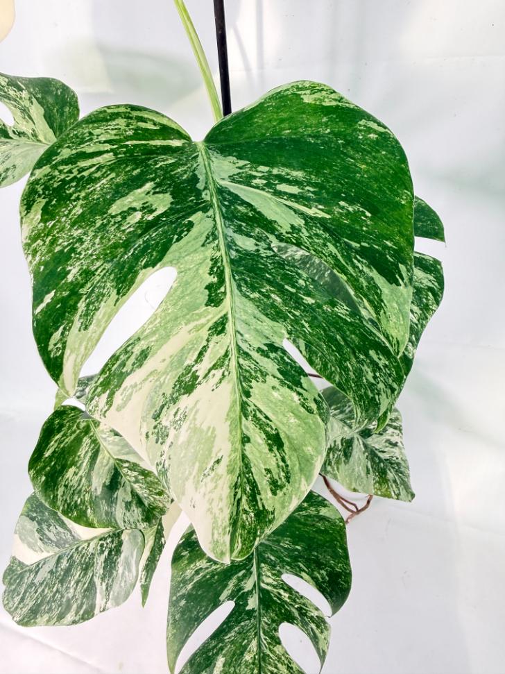 Monstera Albo Variegata XXL 04