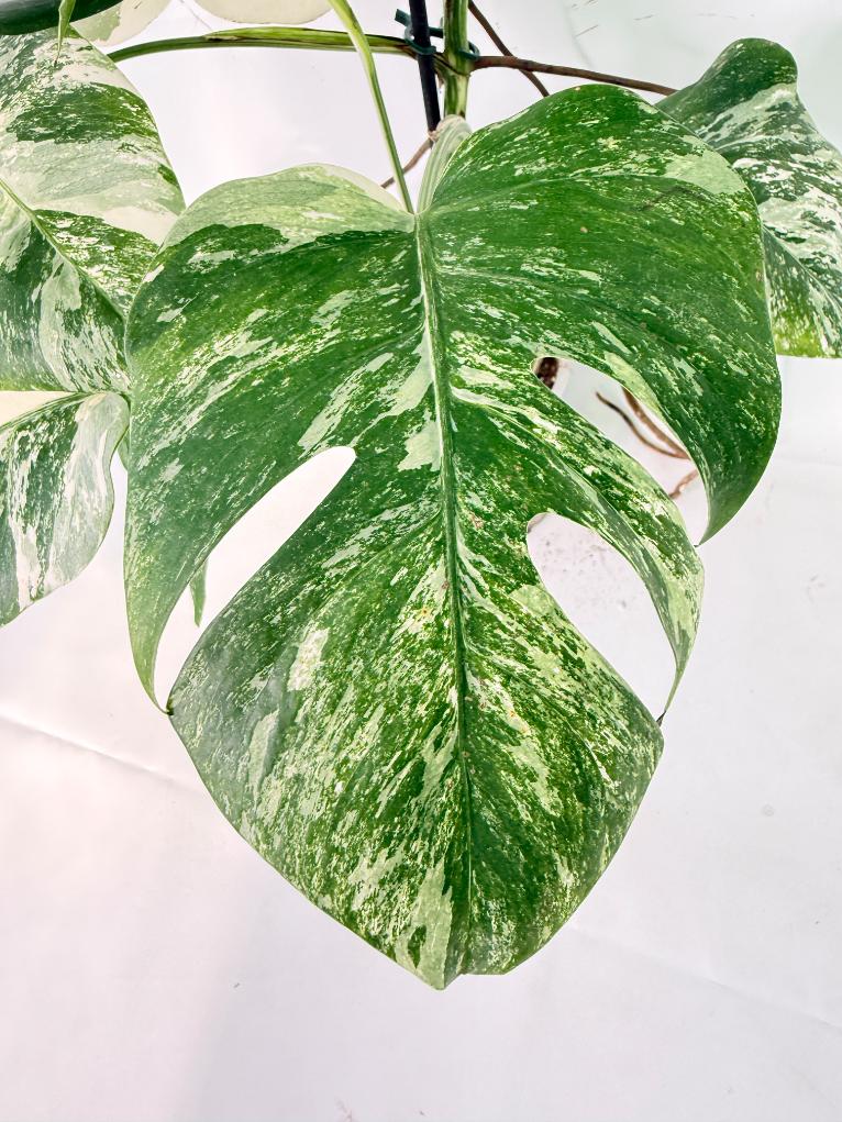 Monstera Albo Variegata XXL 05
