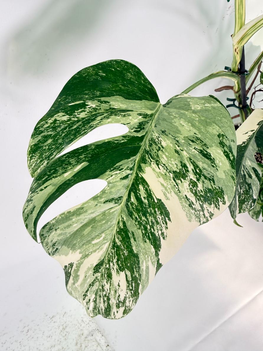 Monstera Albo Variegata XXL 06