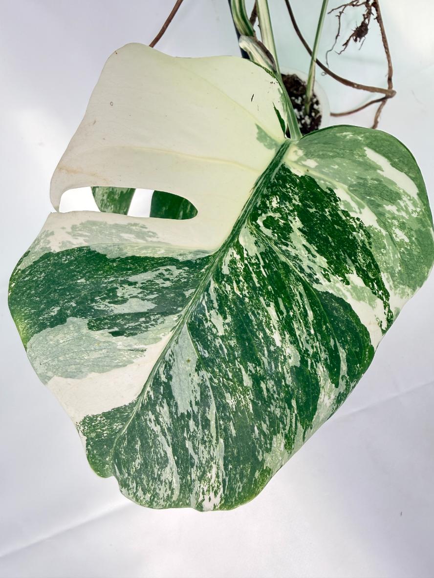 Monstera Albo Variegata XXL 07
