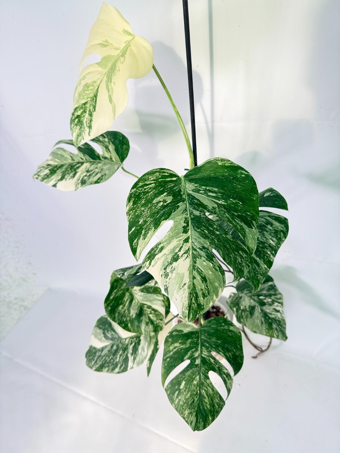 Monstera Albo Variegata XXL 08