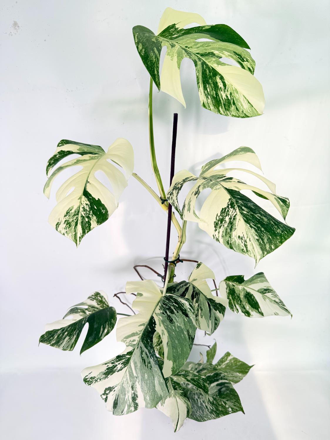 Monstera Albo Variegata XXL 09