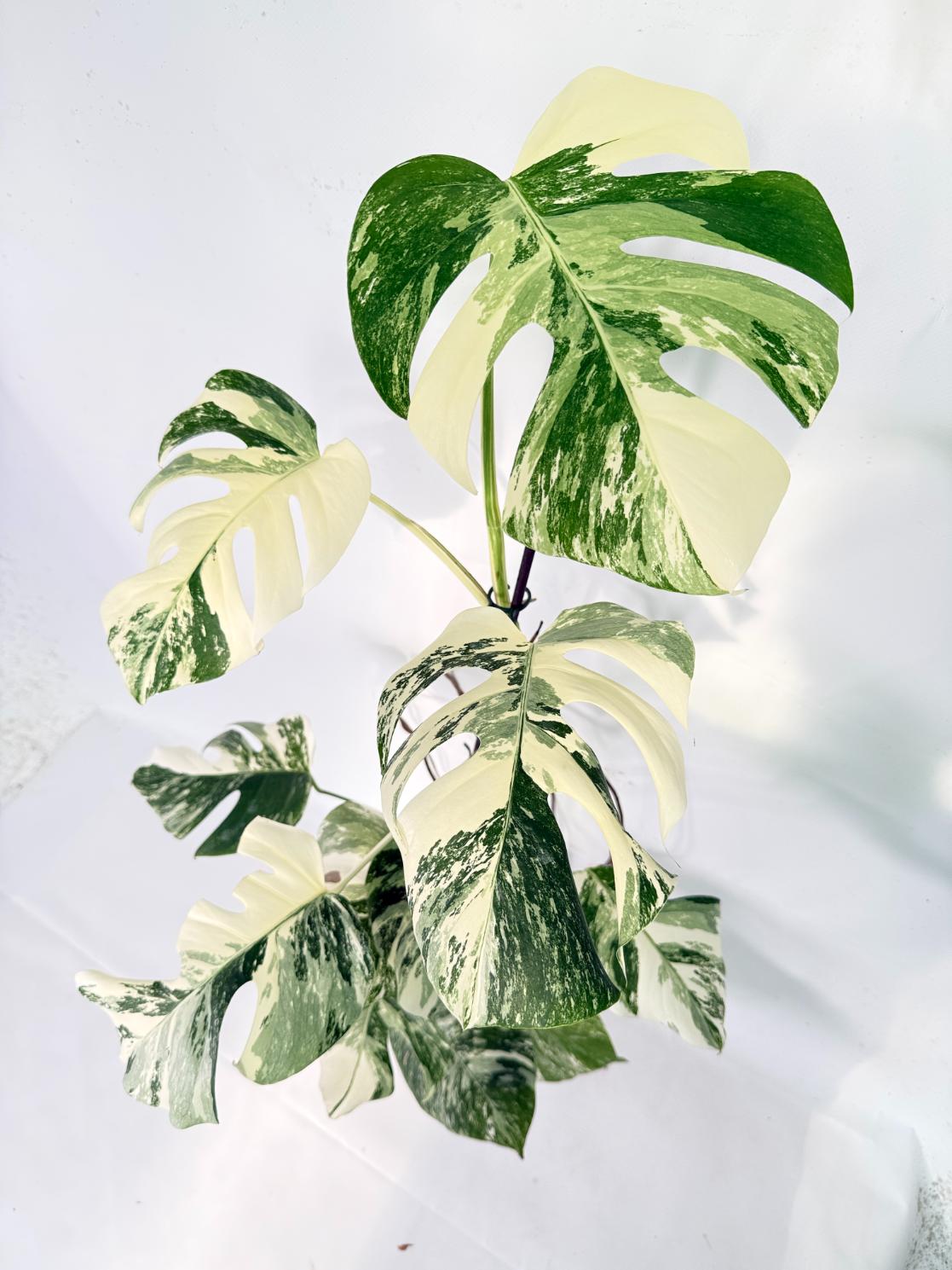 Monstera Albo Variegata XXL 10
