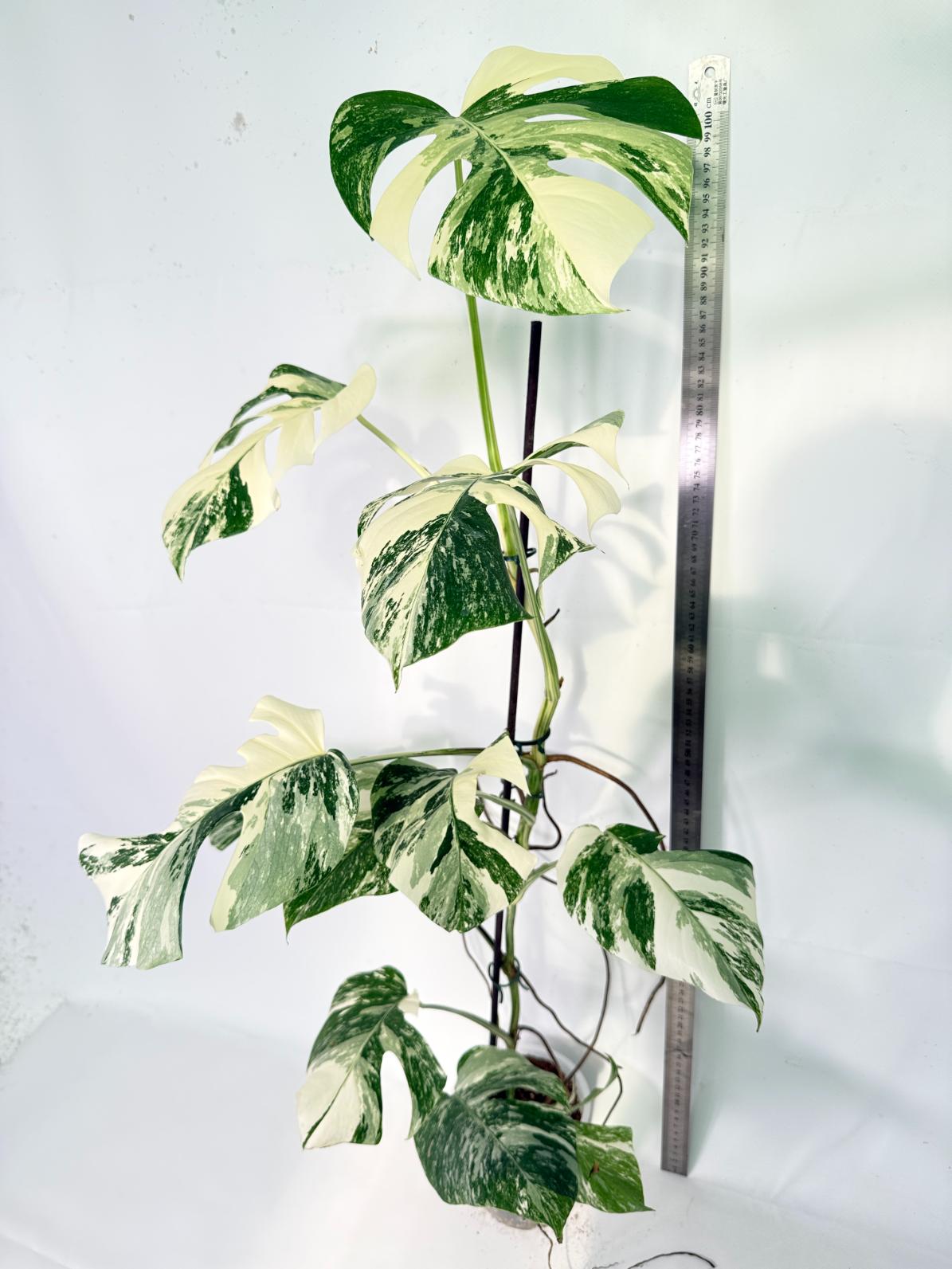 Monstera Albo Variegata XXL 06