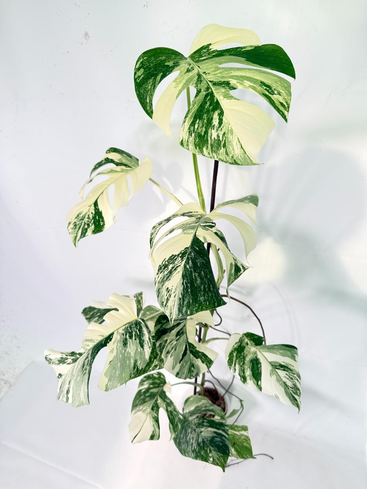 Monstera Albo Variegata XXL 01