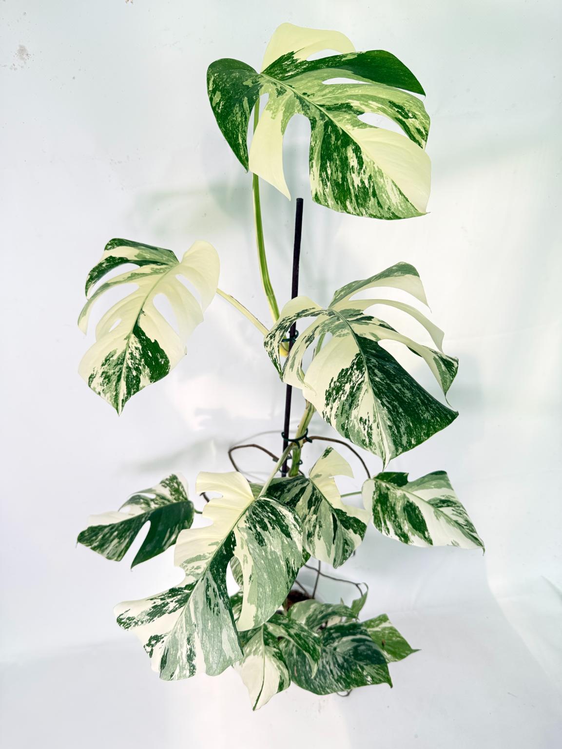 Monstera Albo Variegata XXL 02