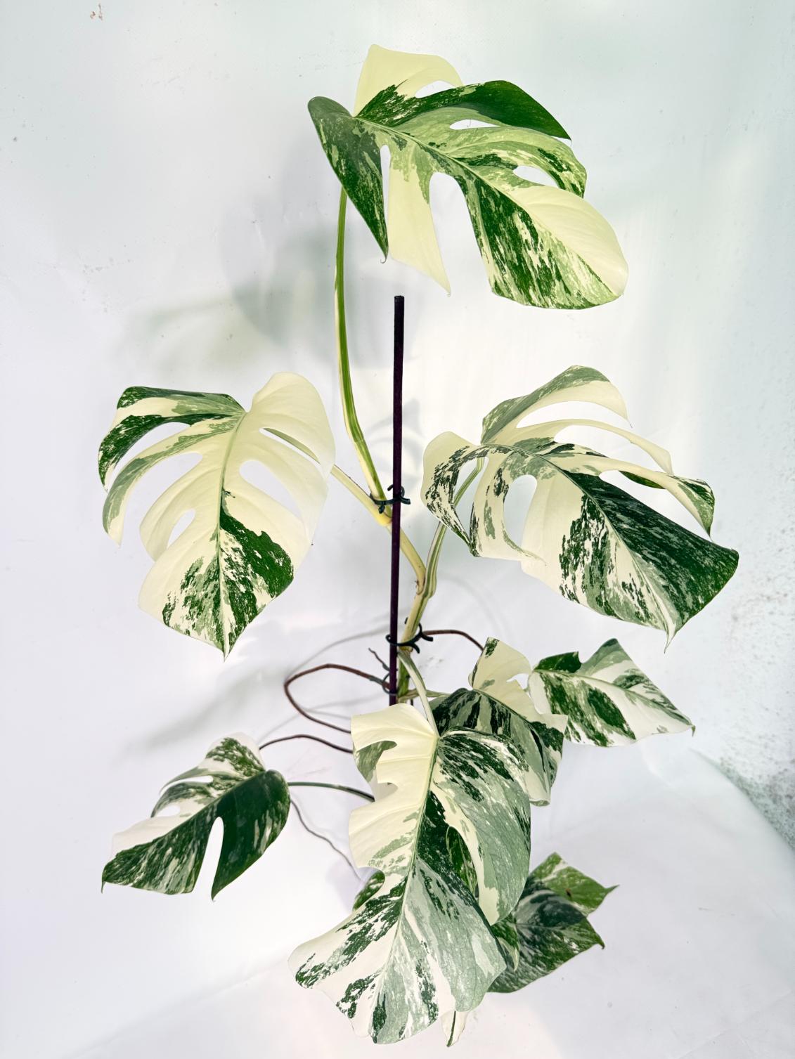 Monstera Albo Variegata XXL 03