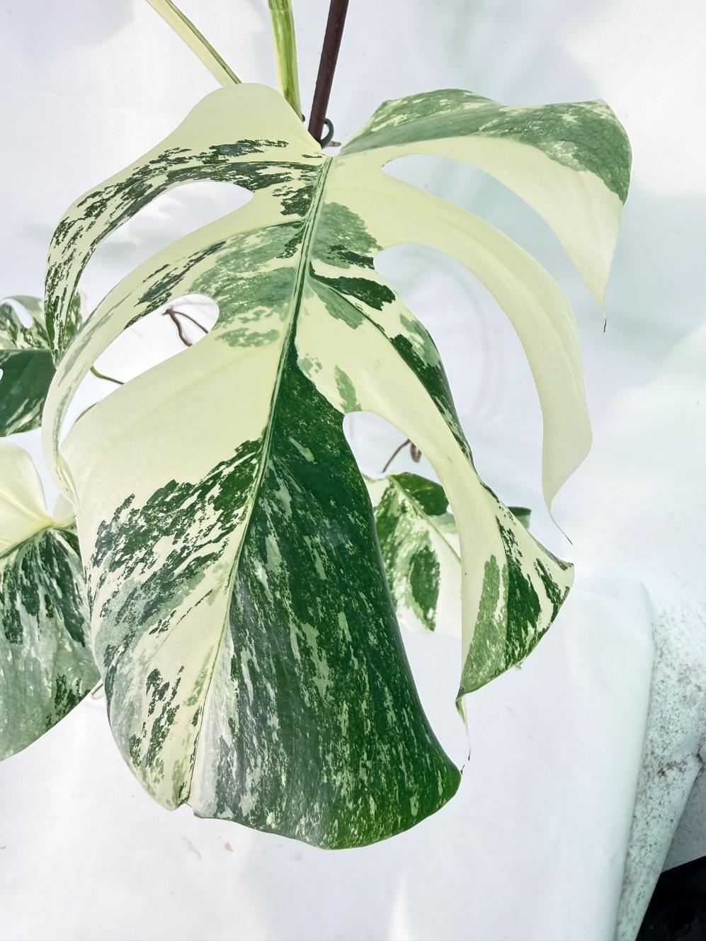 Monstera Albo Variegata XXL 04