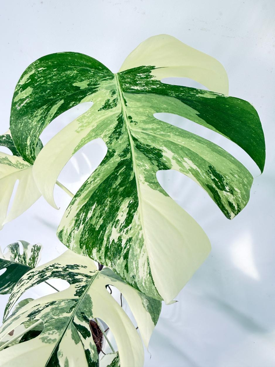 Monstera Albo Variegata XXL 05
