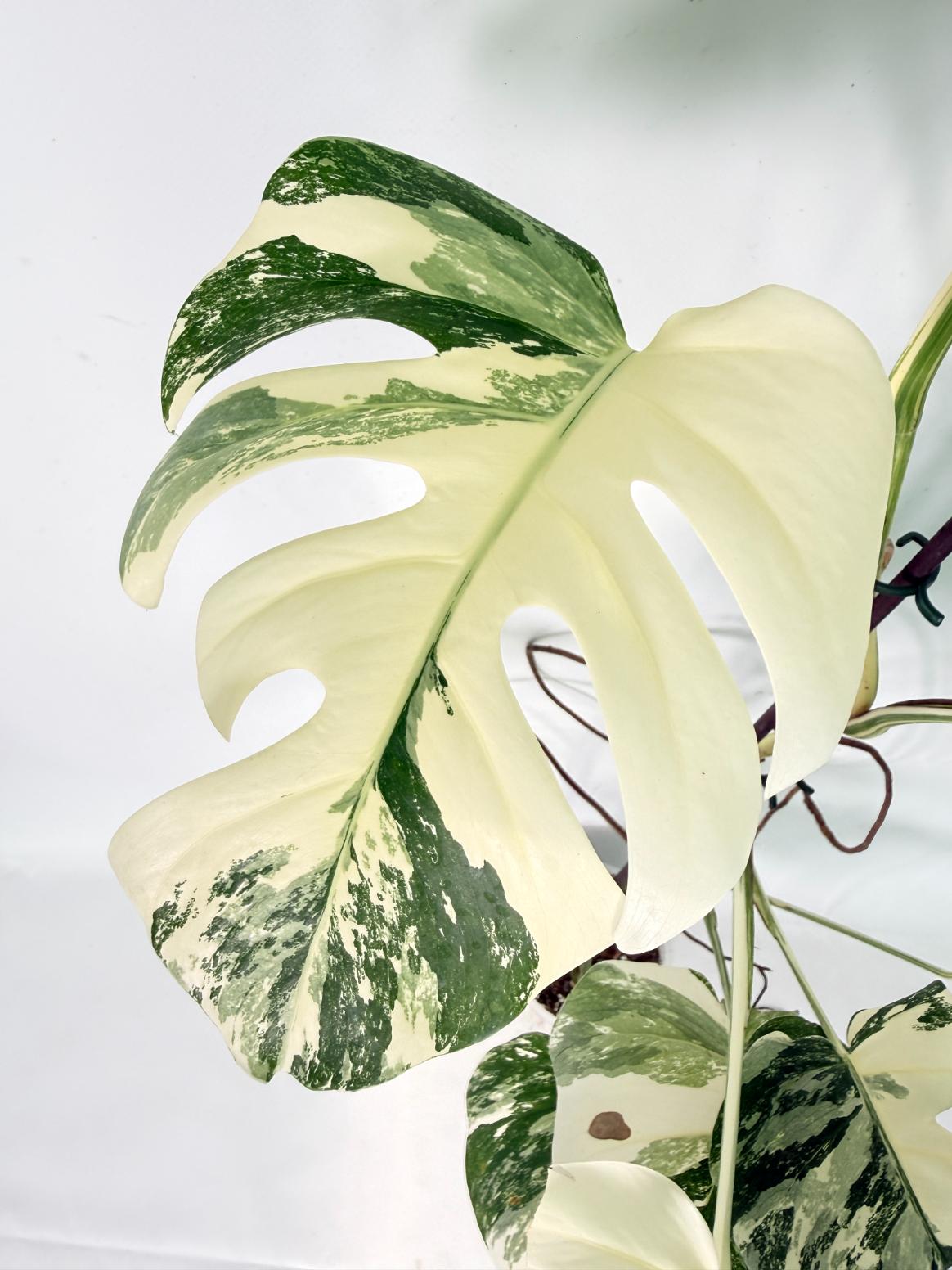 Monstera Albo Variegata XXL 07