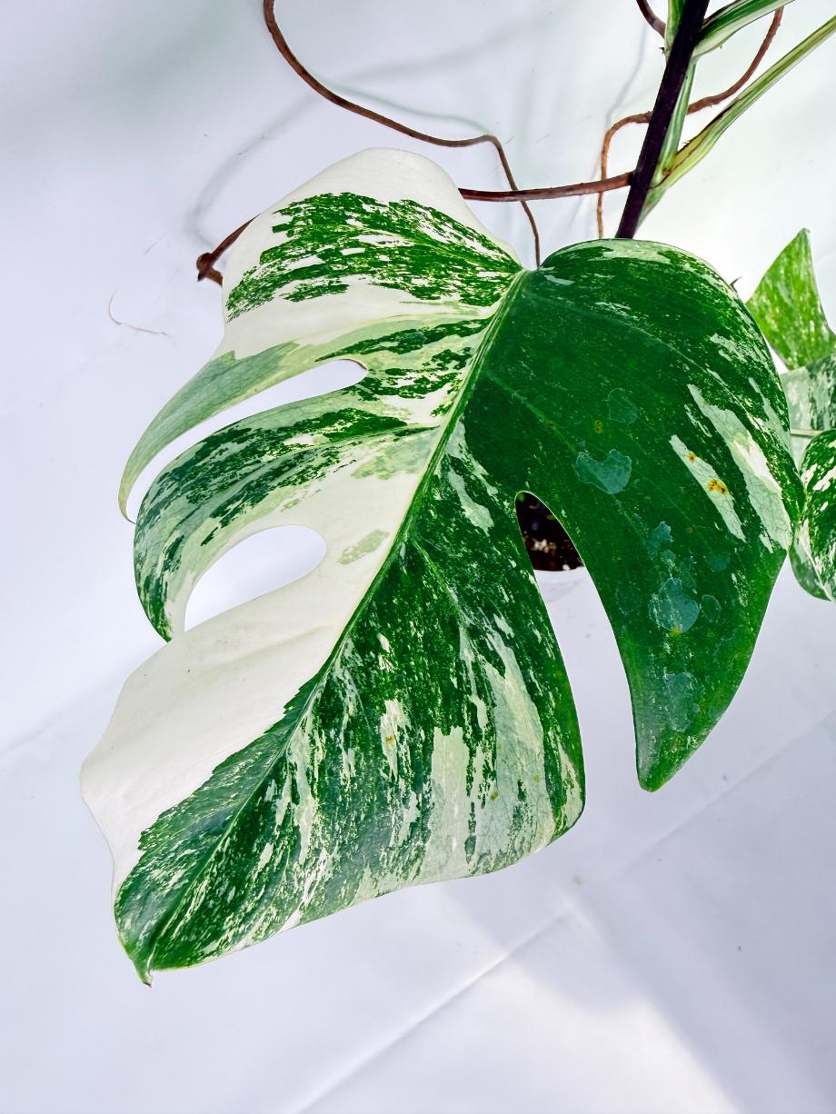 Monstera Albo Variegata XXL 08
