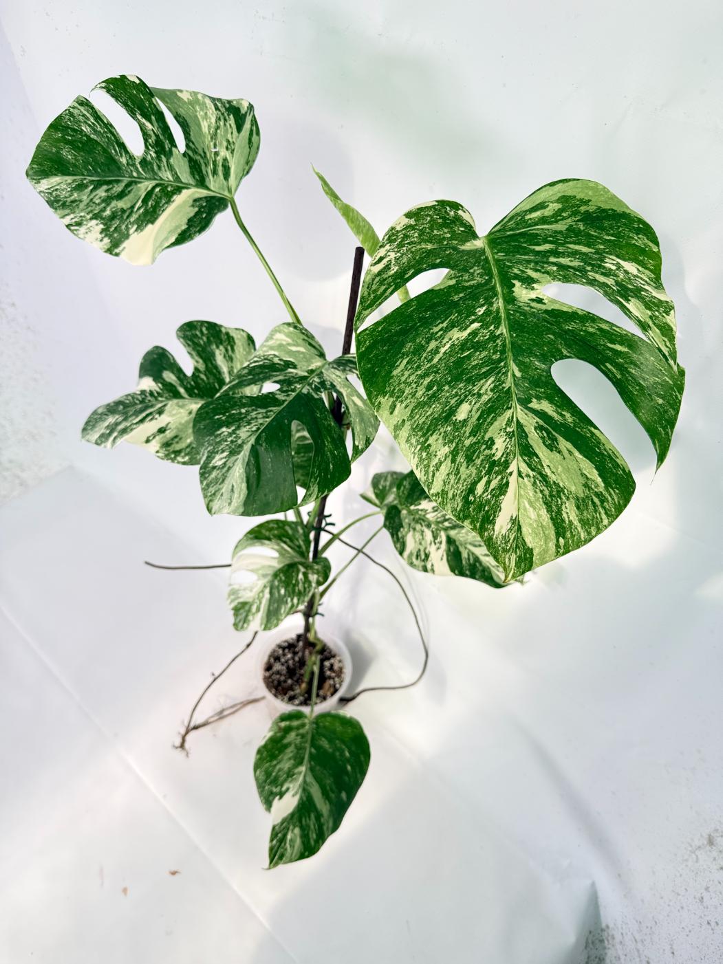Monstera Albo Variegata XXL 11