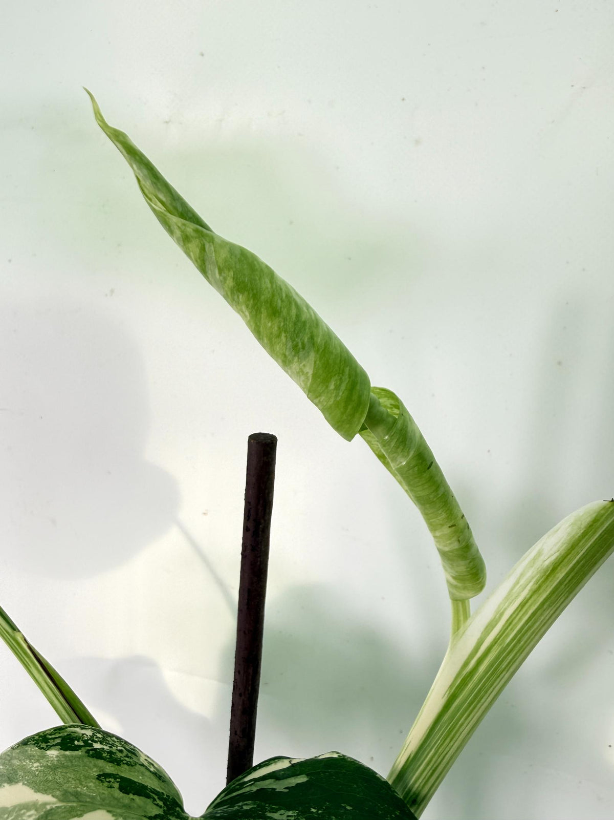 Monstera Albo Variegata XXL 08
