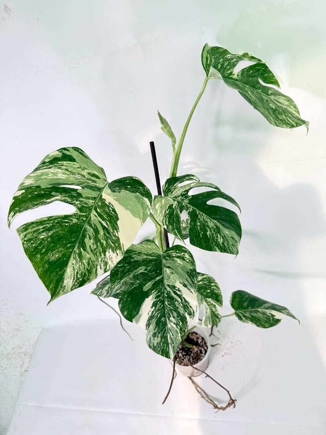Monstera Albo Variegata XXL 09