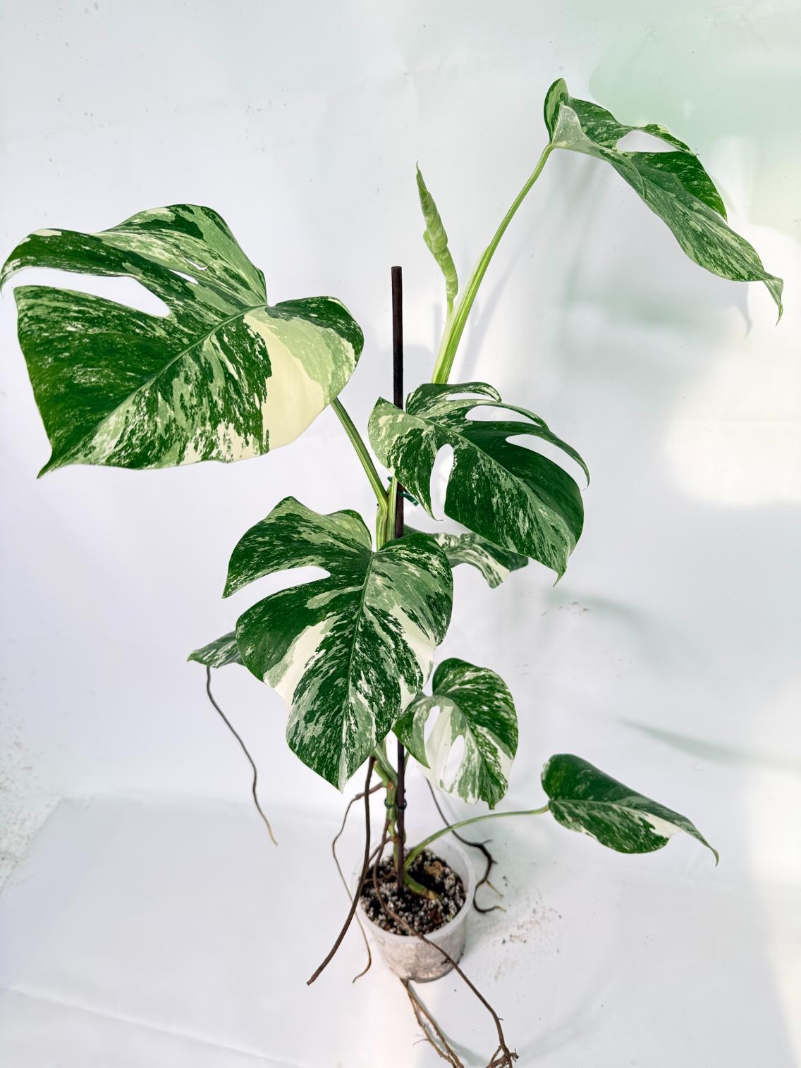 Monstera Albo Variegata XXL 10