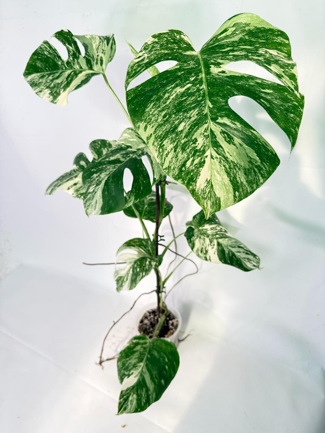 Monstera Albo Variegata XXL 02