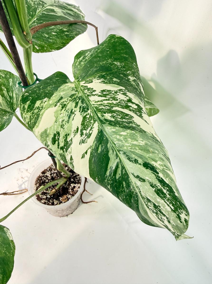 Monstera Albo Variegata XXL 12