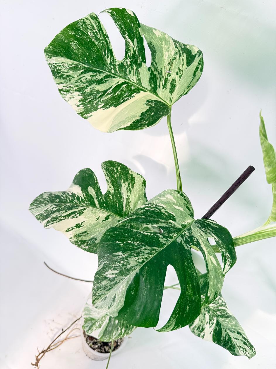 Monstera Albo Variegata XXL 13