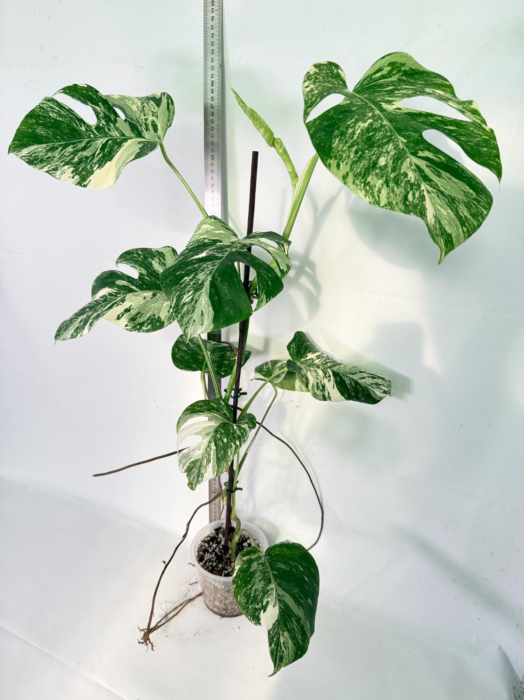 Monstera Albo Variegata XXL 14