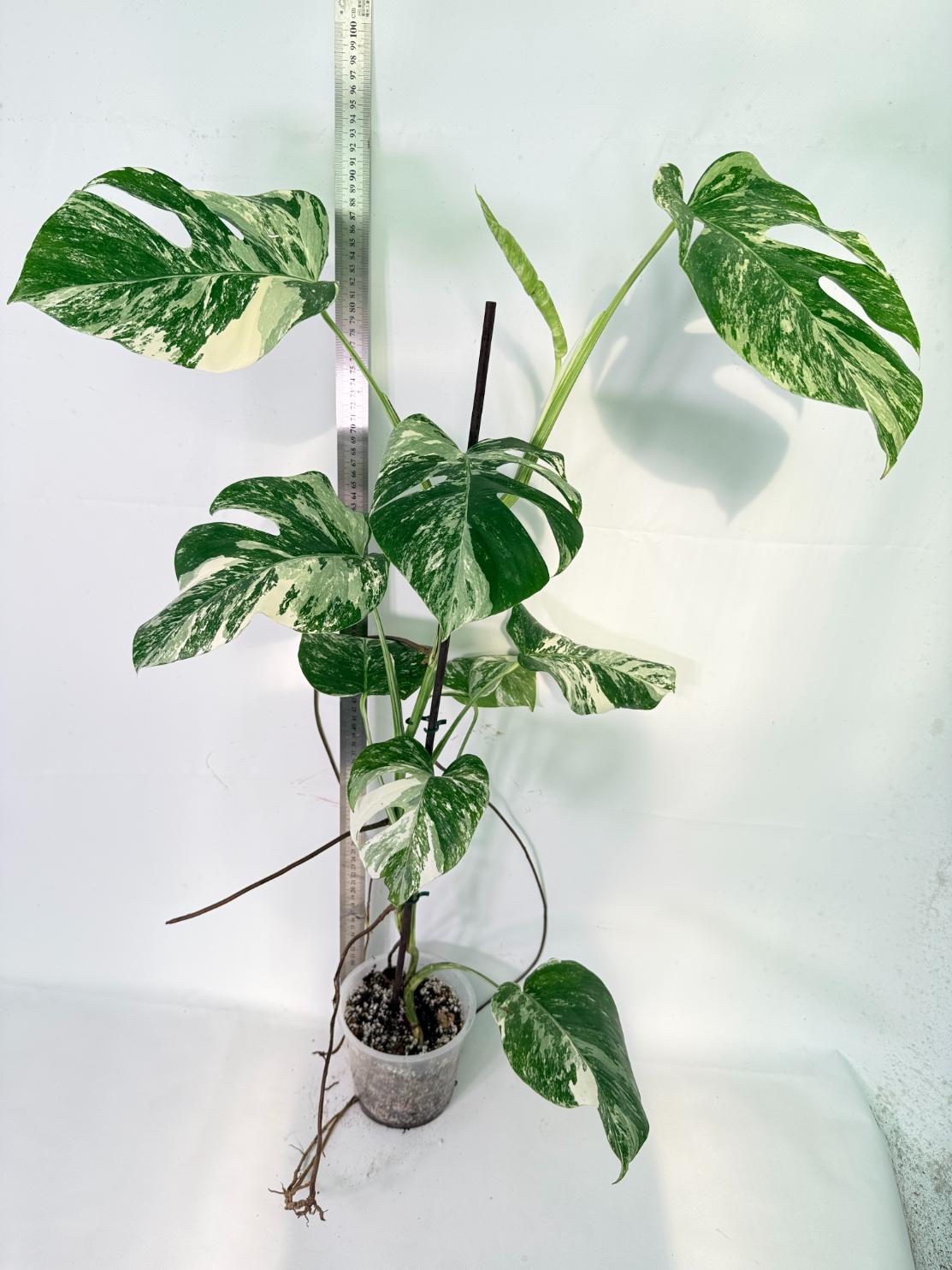Monstera Albo Variegata XXL 15