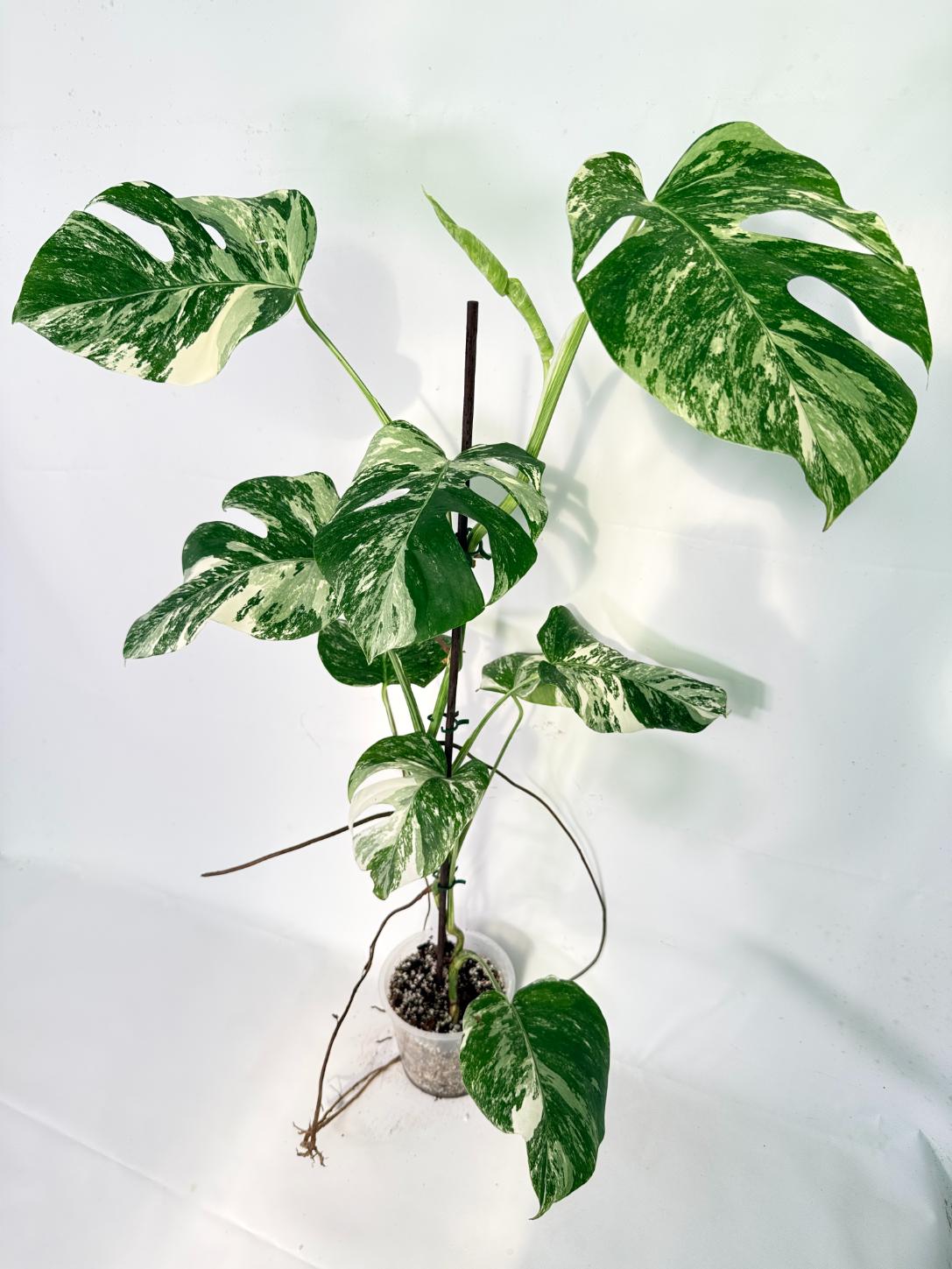 Monstera Albo Variegata XXL 01