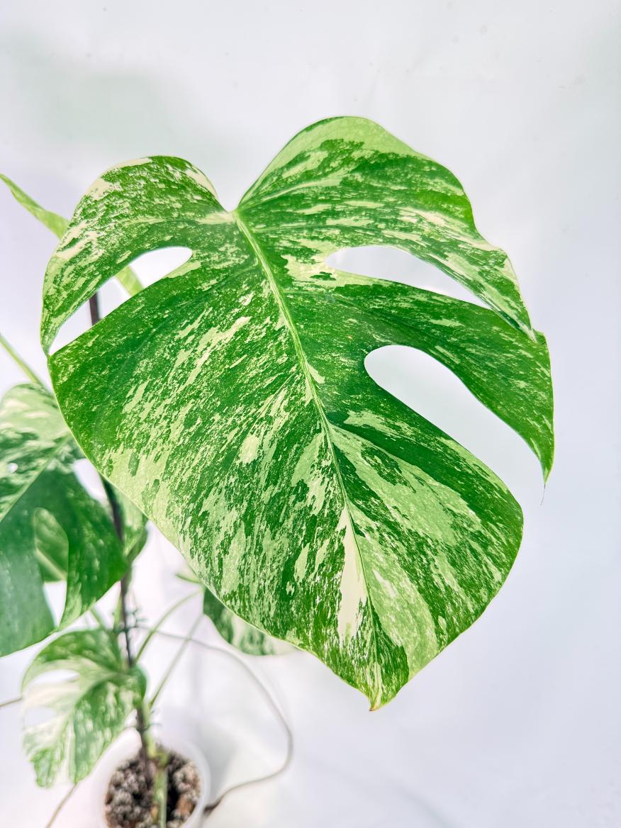 Monstera Albo Variegata XXL 03