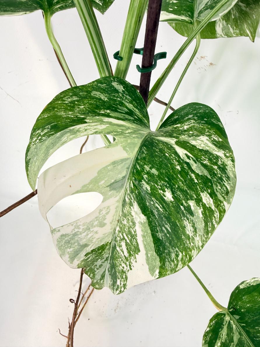 Monstera Albo Variegata XXL 04