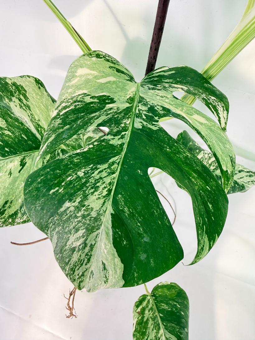 Monstera Albo Variegata XXL 05