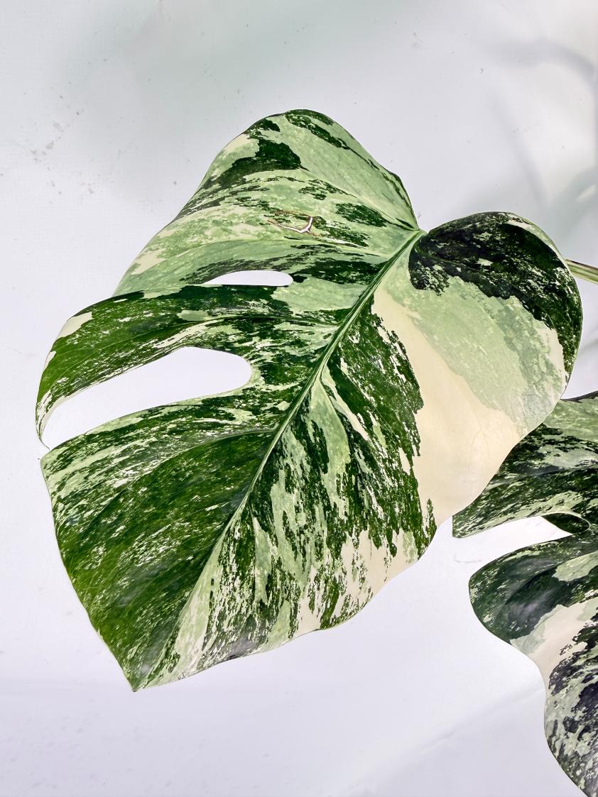 Monstera Albo Variegata XXL 06