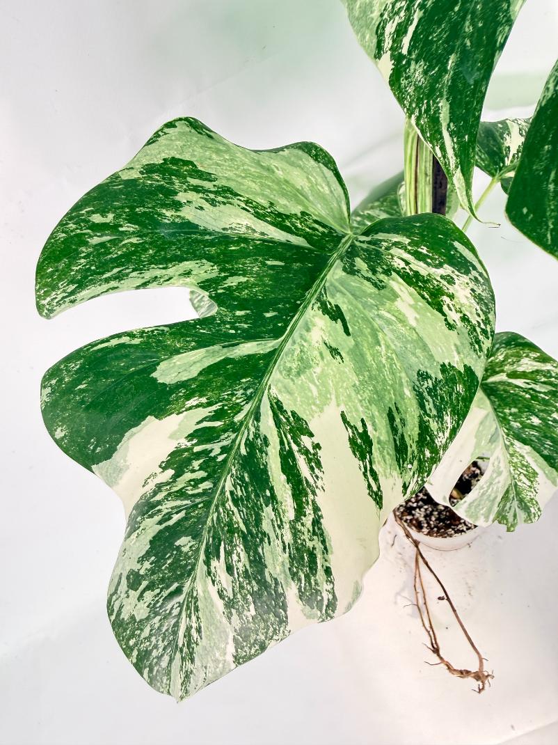 Monstera Albo Variegata XXL 07