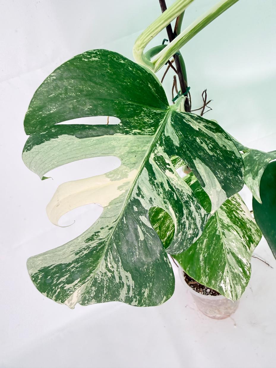 Monstera Albo Variegata XXL 09