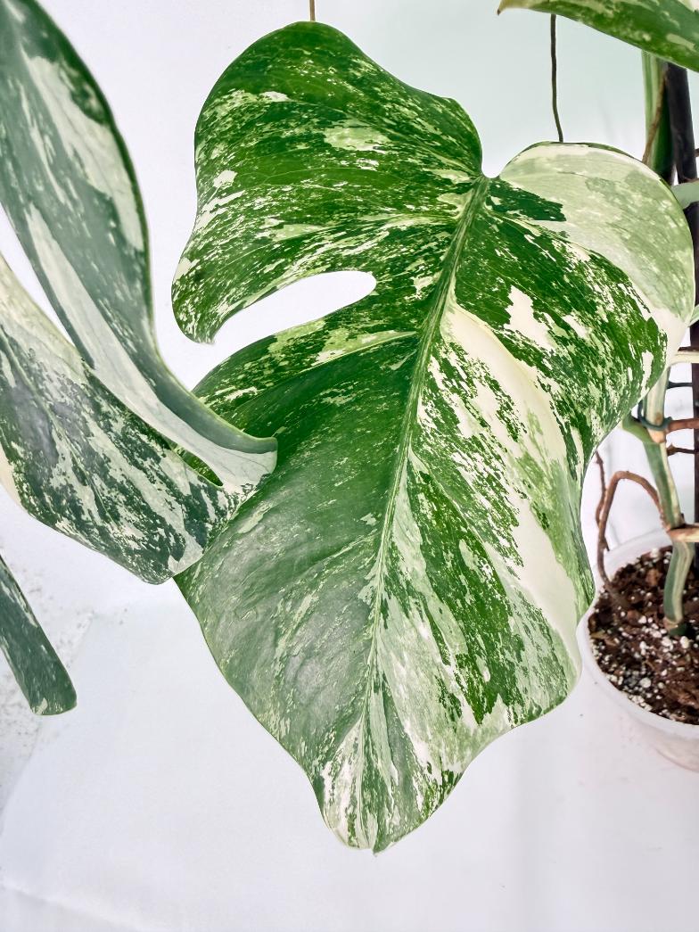 Monstera Albo Variegata XXL 10