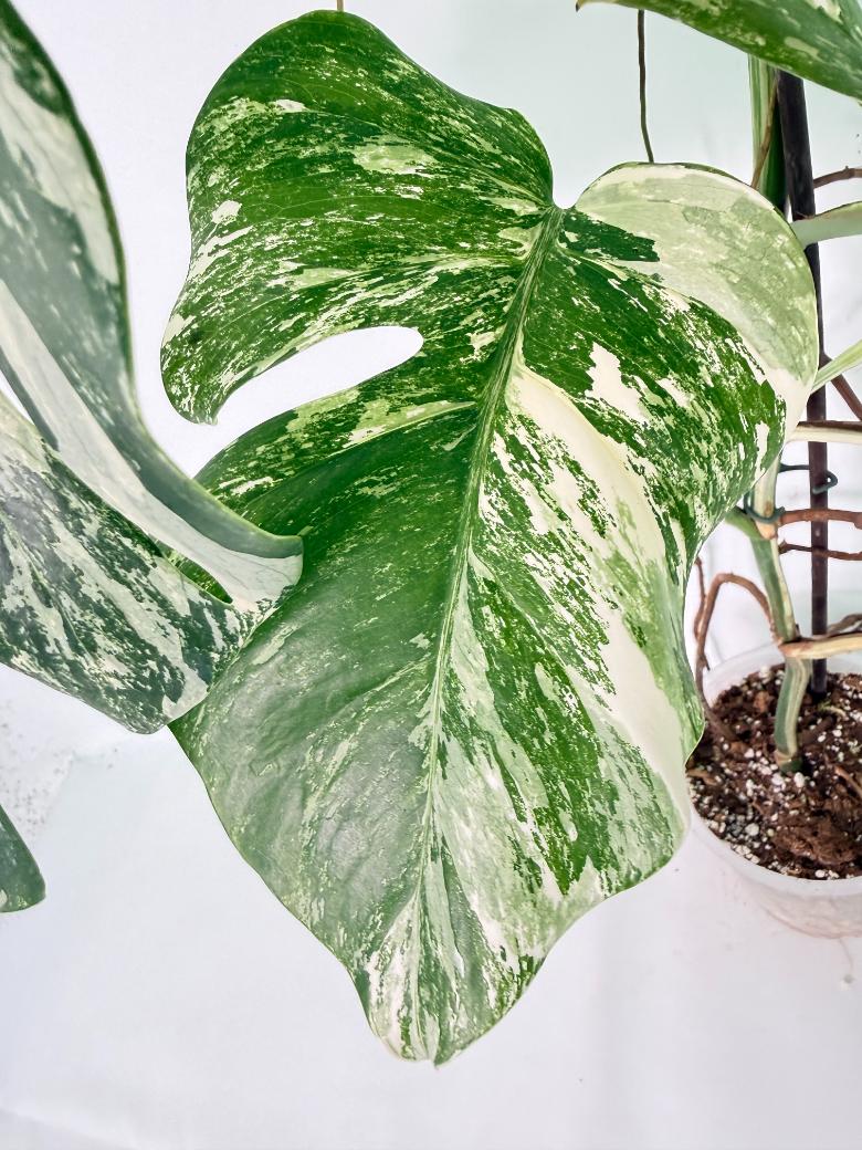 Monstera Albo Variegata XXL 11