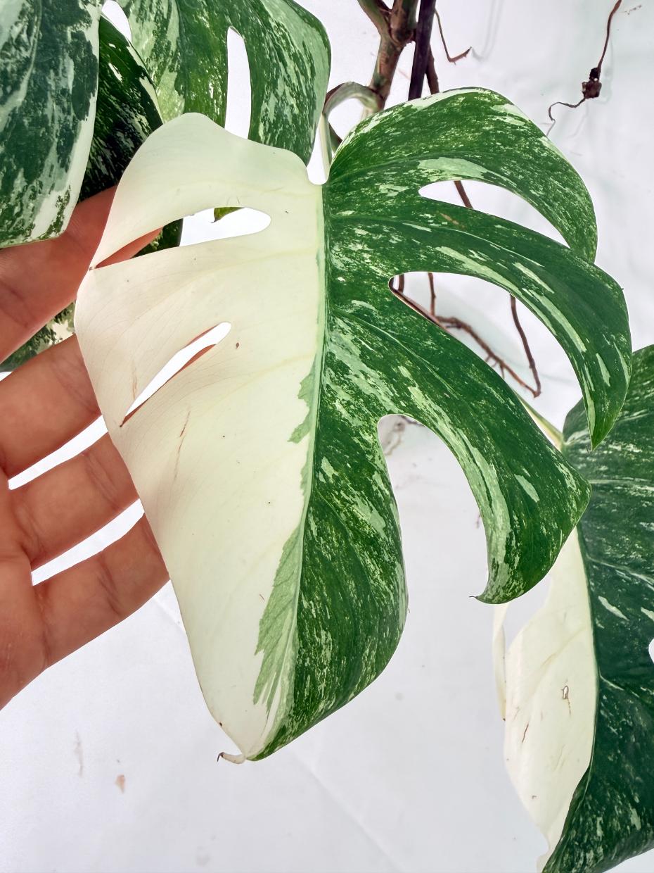 Monstera Albo Variegata XXL 13