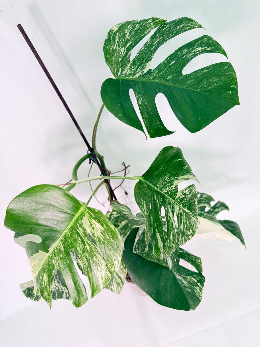 Monstera Albo Variegata XXL 14