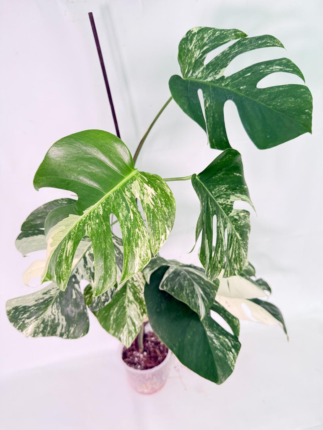 Monstera Albo Variegata XXL 15