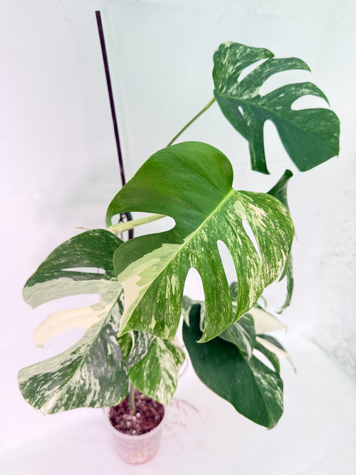 Monstera Albo Variegata XXL 16