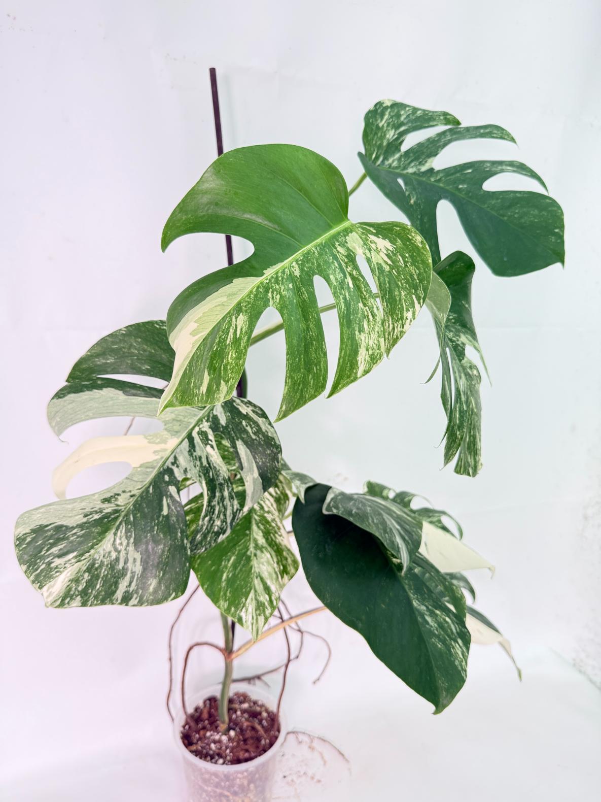 Monstera Albo Variegata XXL 01