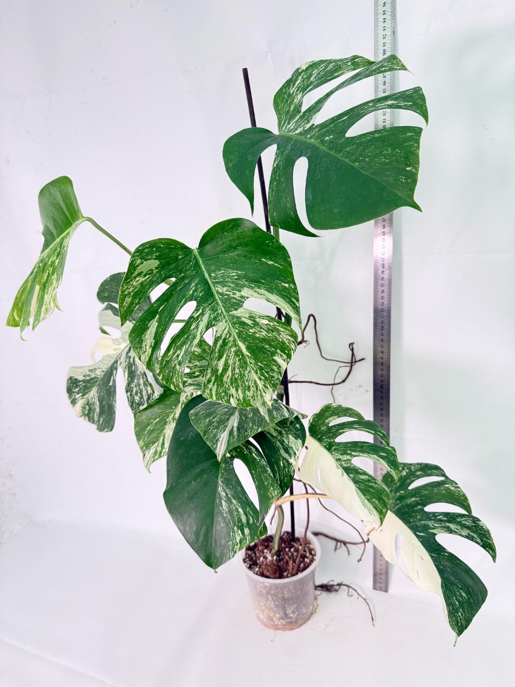 Monstera Albo Variegata XXL 12