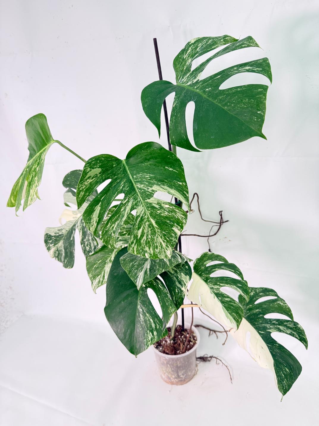 Monstera Albo Variegata XXL 02