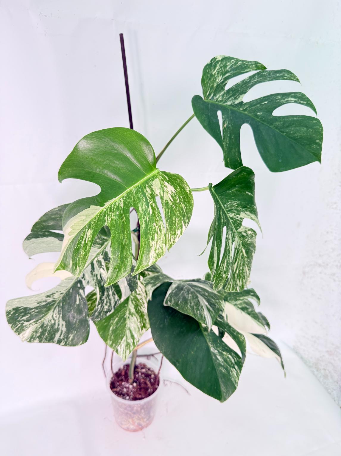 Monstera Albo Variegata XXL 03