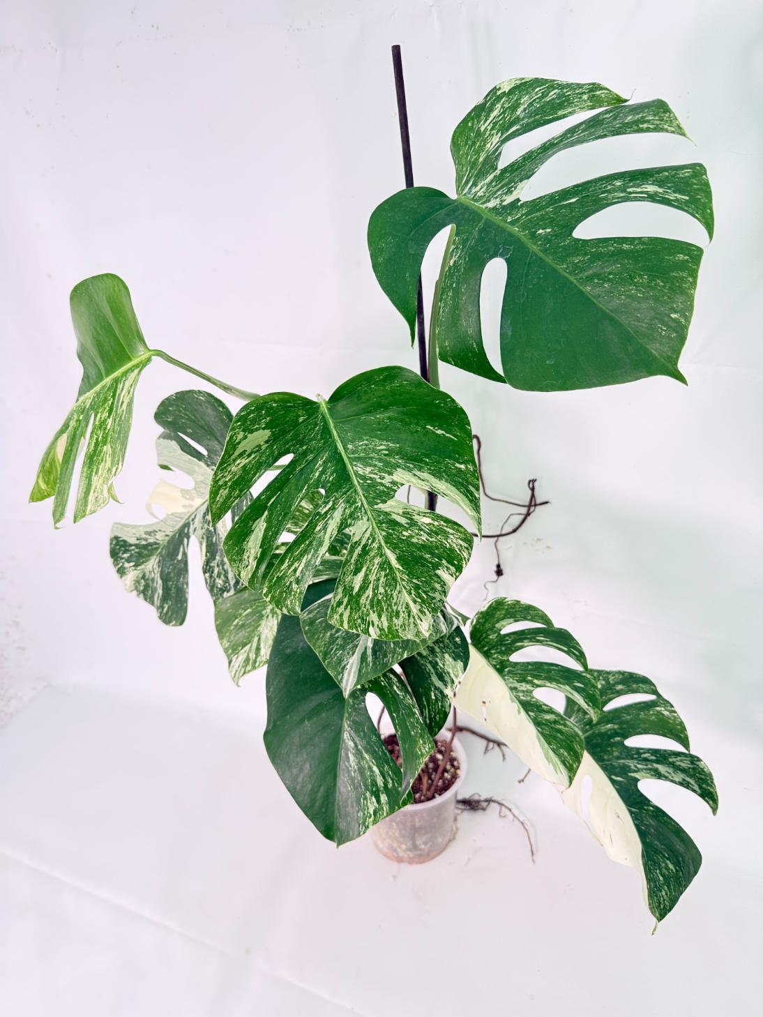 Monstera Albo Variegata XXL 04