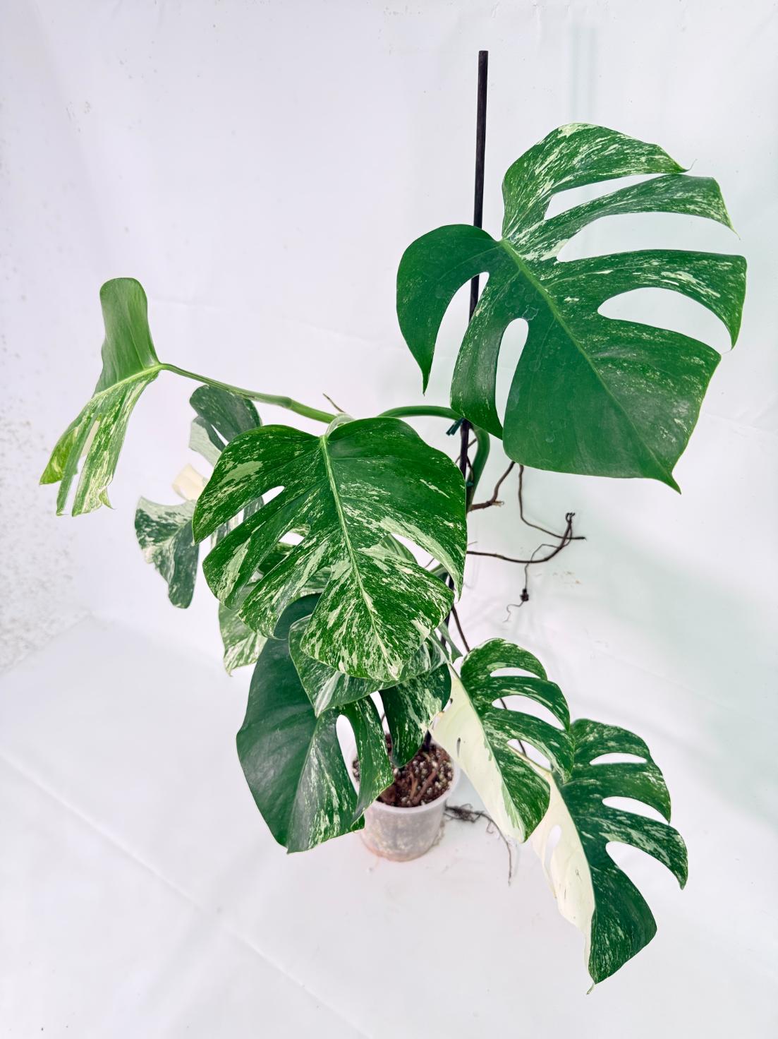 Monstera Albo Variegata XXL 05