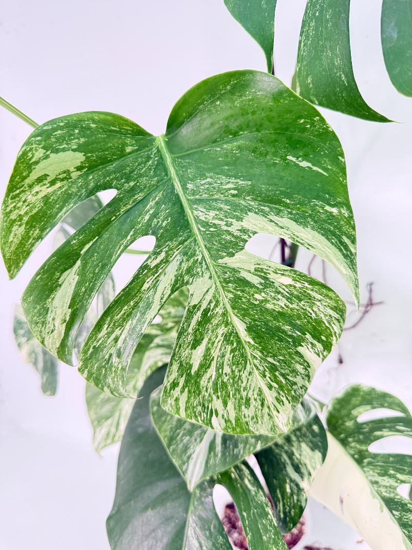 Monstera Albo Variegata XXL 07