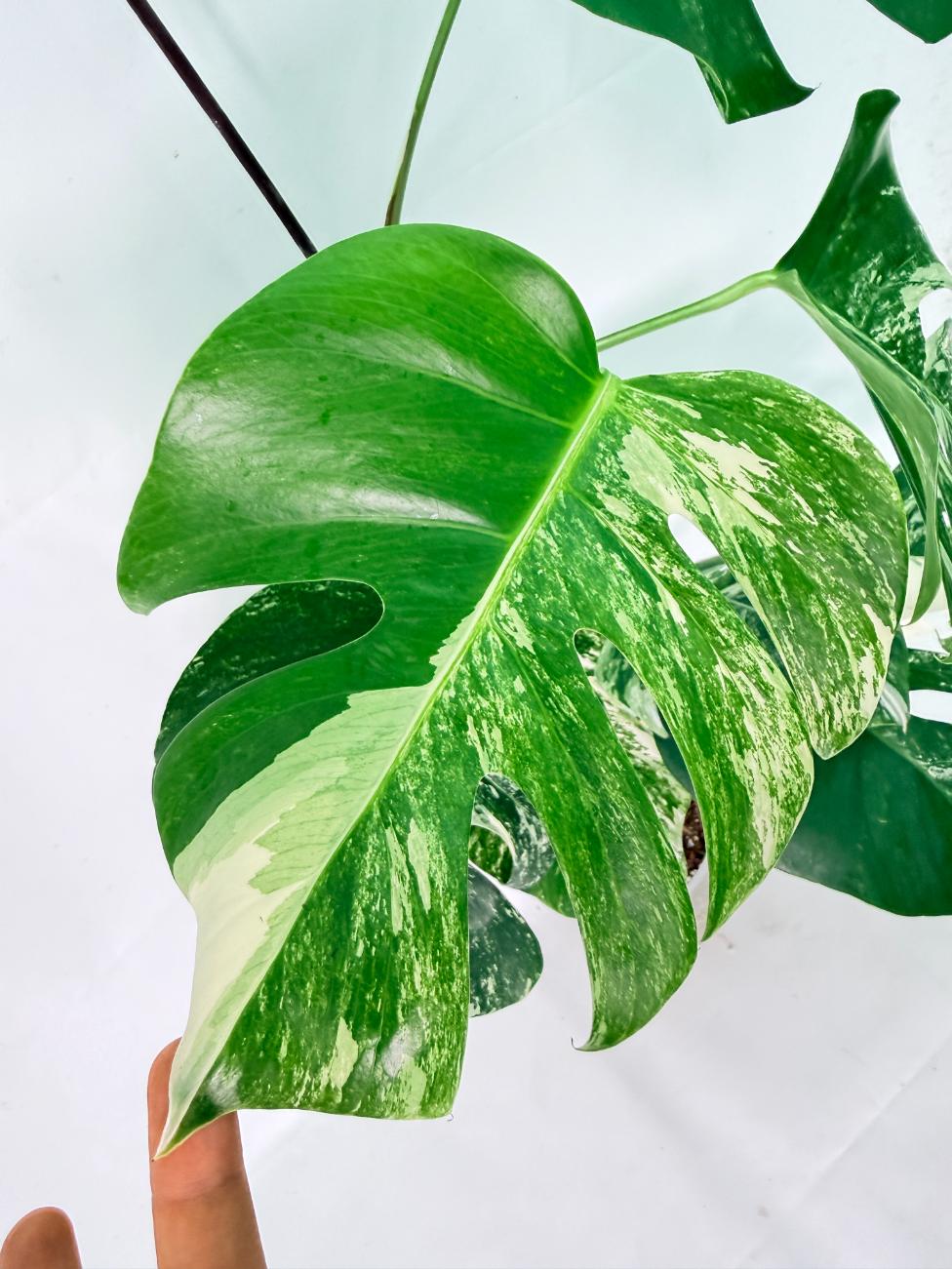 Monstera Albo Variegata XXL 08