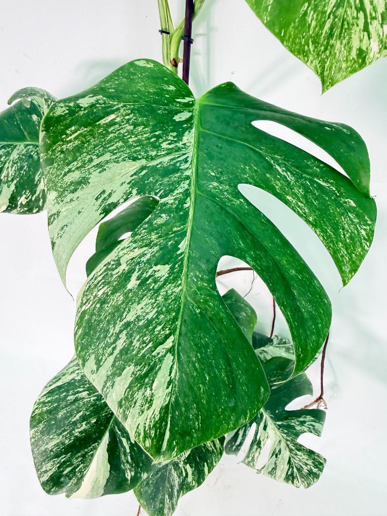 Monstera Albo Variegata XXL 08