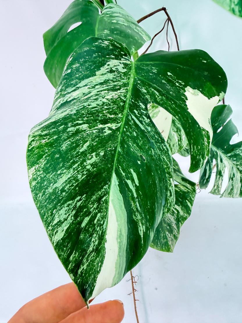 Monstera Albo Variegata XXL 09