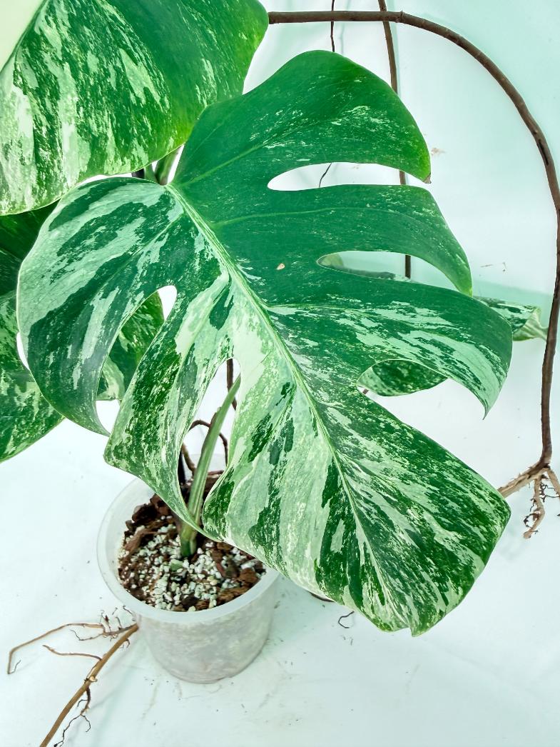 Monstera Albo Variegata XXL 10